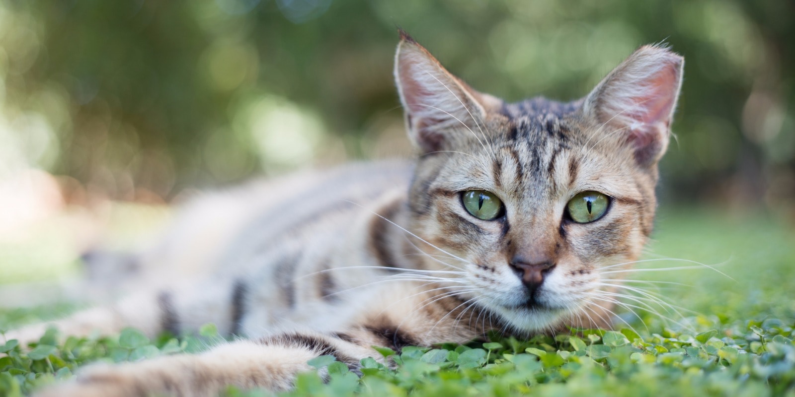 Dry Cat Food for adult Cats